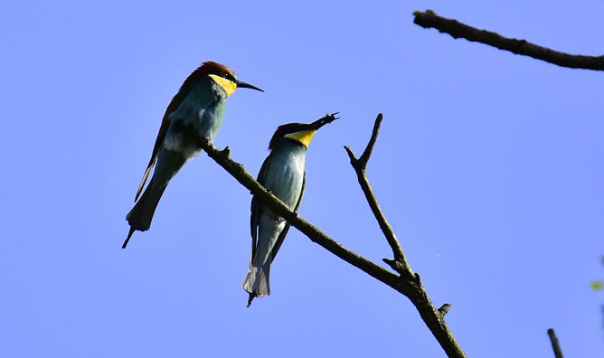 Bunte Exoten in der Hohen Schrecke (Foto: j. Scholz)