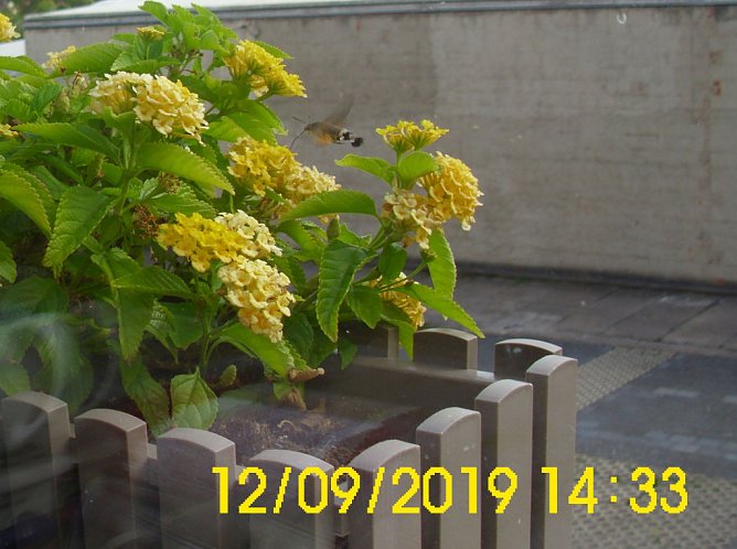 Uns unbekanntes Flug-Insekt am Mandelröschen (Foto: Thomas Leipold) Uns unbekanntes Flug-Insekt am Mandelröschen (Foto: Thomas Leipold)