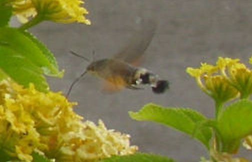 Uns unbekanntes Flug-Insekt am Mandelröschen (Foto: Thomas Leipold) Uns unbekanntes Flug-Insekt am Mandelröschen (Foto: Thomas Leipold)