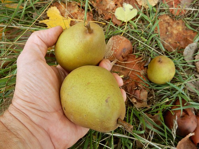 Die Birnen verfaulen auf unseren B&auml;umen (Foto: Andreas Zeidler)