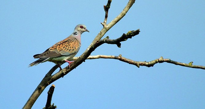 Turteltaube (Foto: Michael Wimbauer)