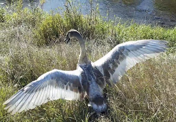 Erneut Schwan in N&ouml;ten (Foto: Silvio Dietzel)