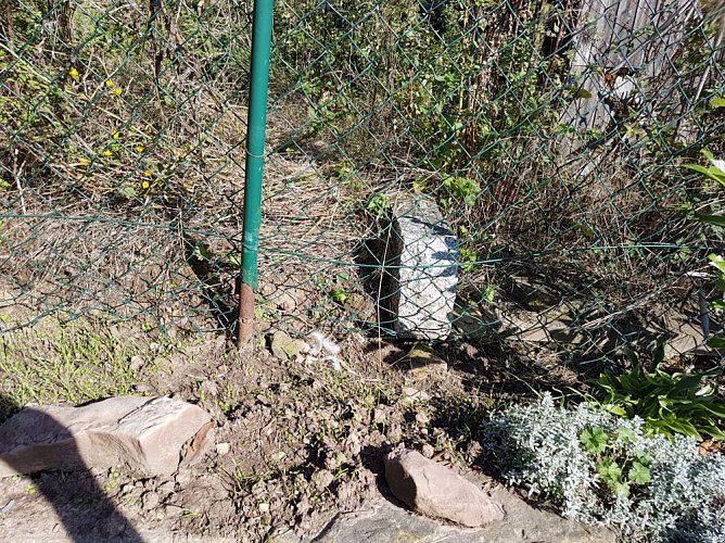 Erneut Schwan in N&ouml;ten (Foto: Silvio Dietzel)