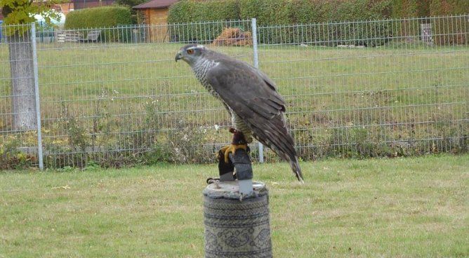 Habicht (Foto: Otfried Pabst) Habicht (Foto: Otfried Pabst)