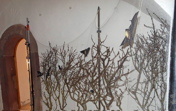 Flederm&auml;use Geheimnisvolle J&auml;ger der Nacht (Foto: Regionalmuseum Bad Frankenhausen)