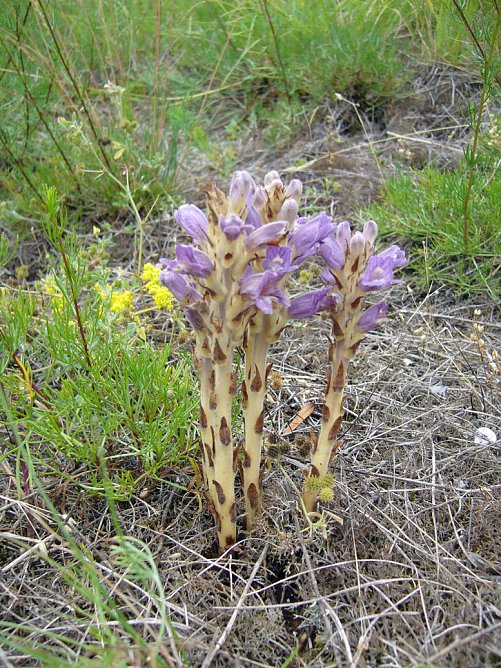 Wieder Pflegetag (Foto: J. Pusch) Wieder Pflegetag (Foto: J. Pusch)