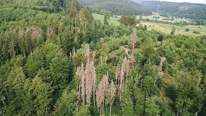 Die Borkenk&auml;fersaison 2019 � R&uuml;ck- und Ausblick (Foto: Th&uuml;ringenForst)