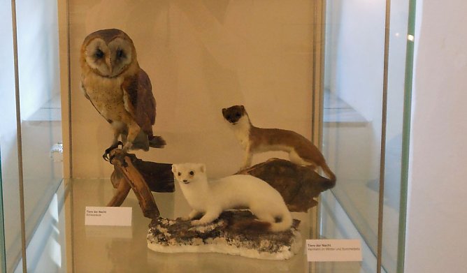 Ausstellungsende am Sonntag (Foto: Regionalmuseum Bad Frankenhausen) Ausstellungsende am Sonntag (Foto: Regionalmuseum Bad Frankenhausen)