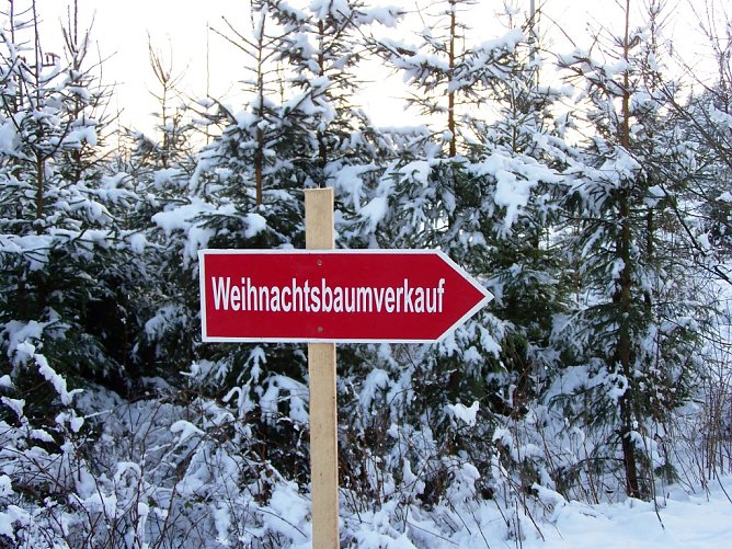 Ist der Weihnachtsbaum &ouml;kologisch korrekt? (Foto: Th&uuml;ringenForst)