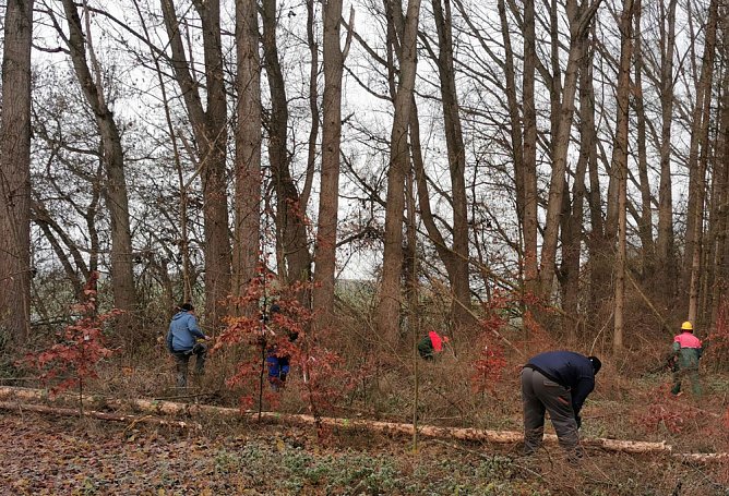 Trockenschäden beseitigt (Foto: K.-H. Kämmerer) Trockenschäden beseitigt (Foto: K.-H. Kämmerer)