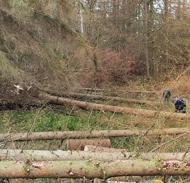 Trockenschäden beseitigt (Foto: K.-H. Kämmerer) Trockenschäden beseitigt (Foto: K.-H. Kämmerer)