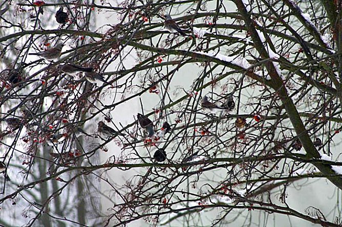 Im Vogejbeerbaum (Foto: Hans-Jürgen Schmidt) Im Vogejbeerbaum (Foto: Hans-Jürgen Schmidt)