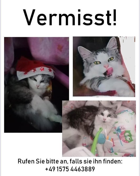 Dieser Kater wird vermisst. (Foto: privat)