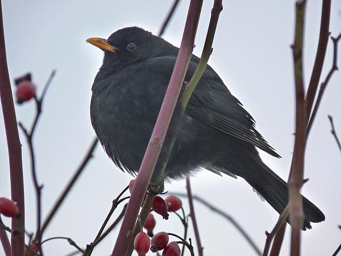 Amsel im Hagebuttenbusch (Foto: Karl-Heinz Herrmann) Amsel im Hagebuttenbusch (Foto: Karl-Heinz Herrmann)