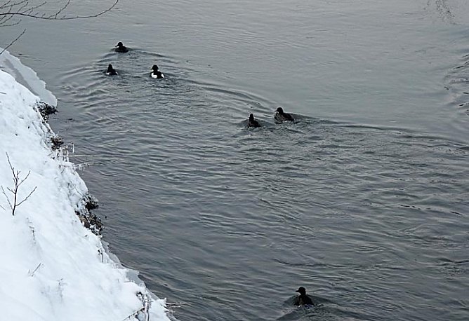 Enten auf der Wipper (Foto: Karl-Heinz Herrmann) Enten auf der Wipper (Foto: Karl-Heinz Herrmann)