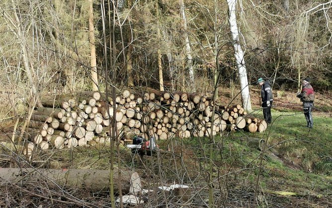 F&auml;llarbeiten im Obertopfstedter W&auml;ldchen so gut wie abgeschlossen (Foto: R. K&auml;mmerer)