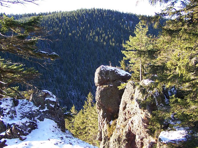 PEFC-Waldzertifizierung erleichtert Waldumbau (Foto: Th&uuml;ringenForst)