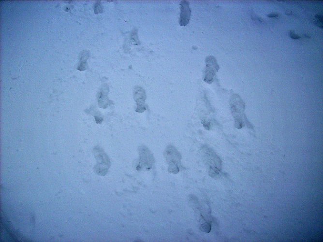 Spuren im Schnee (Foto: Karl-Heinz Herrmann)