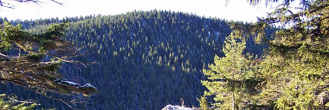 So trotzen B&auml;ume den frostigen Wintertagen (Foto: Th&uuml;ringenForst)