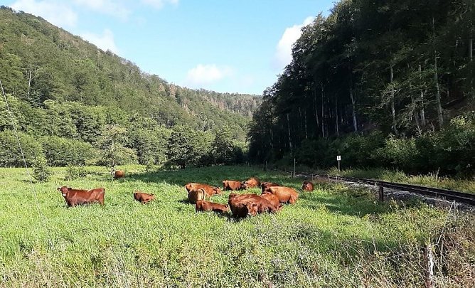 Natura 2000-Station erh&auml;lt wertvolle Lebensr&auml;ume (Foto: Natura 2000-Station S&uuml;dharz/Kyffh&auml;user)