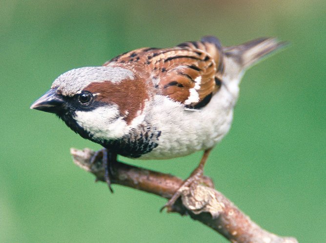 Haussperling (Foto: NABU/M. Delpho) Haussperling (Foto: NABU/M. Delpho)