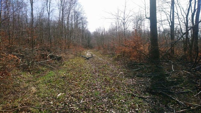 Neues vom 30. Possenlauf 2020 (Foto: SV Gl&uuml;ckauf Sondershausen)