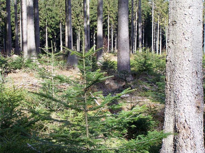 Welche Baumarten trotzen dem Klimawandel? (Foto: ThüringenForst) Welche Baumarten trotzen dem Klimawandel? (Foto: ThüringenForst)