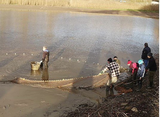 Schlechte Karten für die Kröten (Foto: Klaus Schulz) Schlechte Karten für die Kröten (Foto: Klaus Schulz)