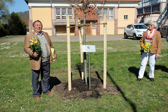 Blutbuche gepflanzt (Foto: Karl-Heinz Herrmann) Blutbuche gepflanzt (Foto: Karl-Heinz Herrmann)