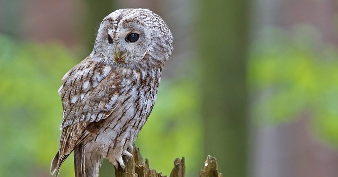 Waldkauz (Foto: NABU Marcus Bosch) Waldkauz (Foto: NABU Marcus Bosch)