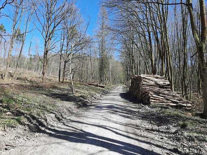 Aufforstung im Brückental (Foto: Karl-Heinz Herrmann) Aufforstung im Brückental (Foto: Karl-Heinz Herrmann)