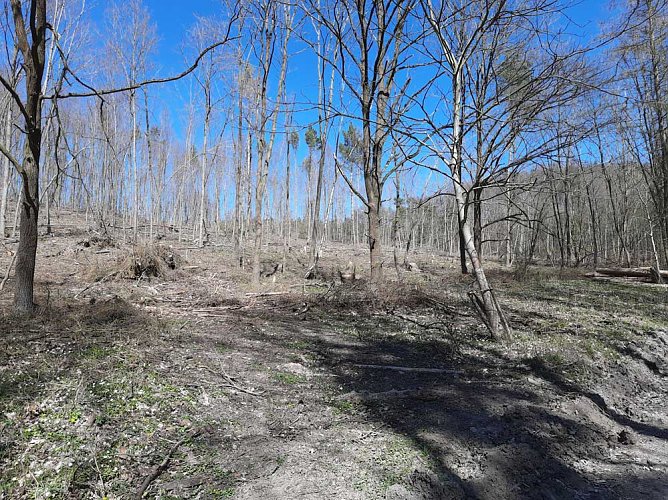 Aufforstung im Brückental (Foto: Karl-Heinz Herrmann) Aufforstung im Brückental (Foto: Karl-Heinz Herrmann)