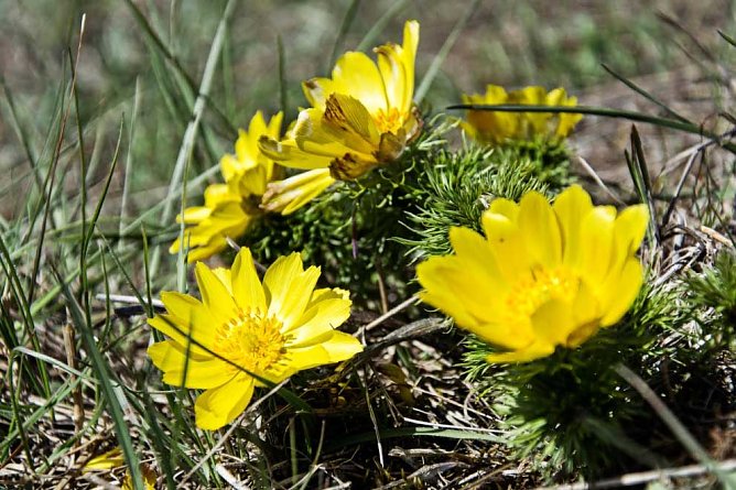 Adonisr&ouml;schen (Foto: Chrisatian Chelauske)