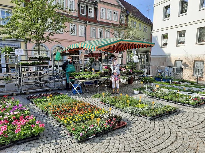 Wie ein kleiner Pflanzenmarkt (Foto: Karl-Heinz Herrmann)
