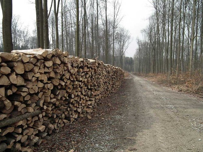 Risiko Brennholz-Selbstwerbung (Foto: Th&uuml;ringenForst)
