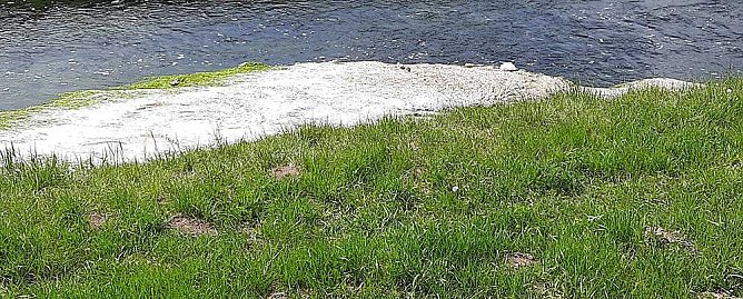 Harmlose Erscheinung (Foto: Karl-Heinz Herrmann) Harmlose Erscheinung (Foto: Karl-Heinz Herrmann)