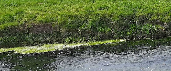 Harmlose Erscheinung (Foto: Karl-Heinz Herrmann) Harmlose Erscheinung (Foto: Karl-Heinz Herrmann)