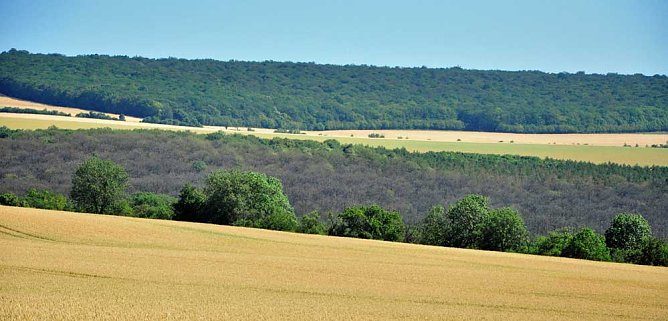 Schutzma&szlig;nahmen f&uuml;r Th&uuml;ringer Eichenw&auml;lder sollen starten (Foto: Th&uuml;ringenForst)