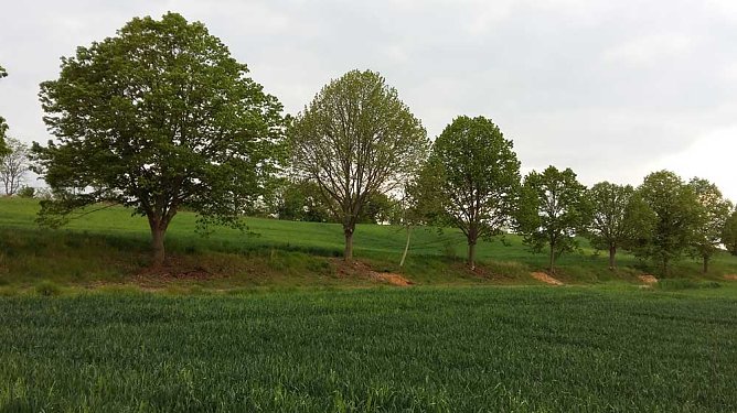 25. Uderslebener Lindenbl&uuml;tenfest abgesagt! (Foto: Verein)