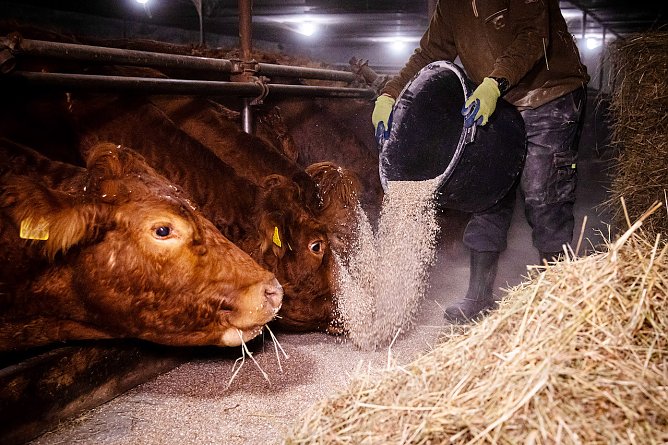 Arbeit auf dem Hof (Foto: Agrargewerkschaft IG Bau Nordth&uuml;ringen)