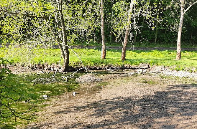 Wipper wird zum Problem f&uuml;r den kleinen Parkteich (Foto: Karl-Heinz Herrmann)