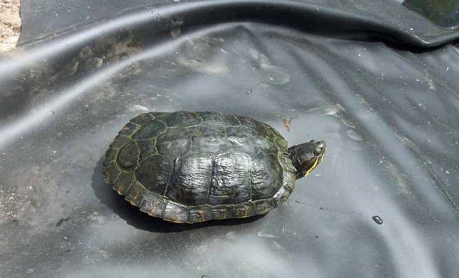 Schildkr&ouml;te ausgeb&uuml;xt (Foto: Silvio Dietzel)
