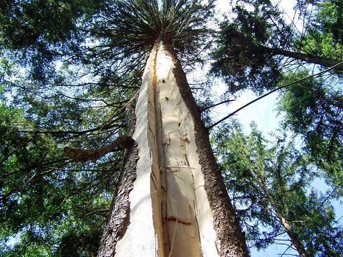 Sommergewitter im Wald � Gefahren nicht untersch&auml;tzen (Foto: Th&uuml;ringenForst)