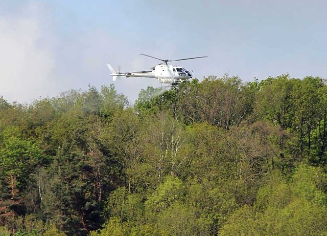 Nach Schwammspinnerbek&auml;mpfung im Kyffh&auml;userkreis (Foto: Th&uuml;ringenForst)