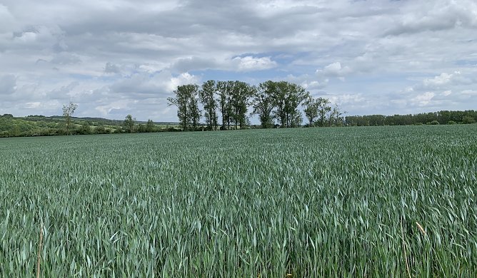Windl&uuml;cke (Foto: oas)