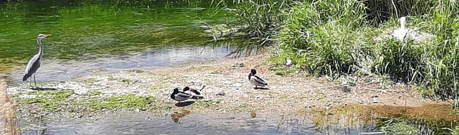 Graureiher (Foto: Karl-Heinz Herrmann) Graureiher (Foto: Karl-Heinz Herrmann)