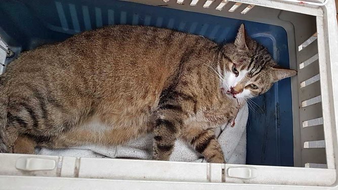 Fundtier in Sondershausen (Foto: Silvio Dietzel) Fundtier in Sondershausen (Foto: Silvio Dietzel)