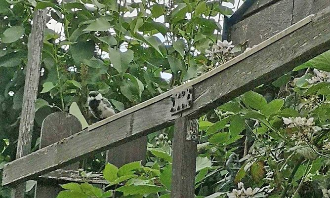Geschichten über ‘n Gartenzaun,.. (Foto: Thomas Leipold) Geschichten über ‘n Gartenzaun,.. (Foto: Thomas Leipold)