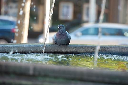 So manche verflogene Brieftaube l&auml;sst sich in der Stadt nieder. Dadurch steigen dort die Populationen und ein tierschutzgerechtes Stadttaubenmanagement wird erschwert.   (Foto: Copyright: Deutscher Tierschutzbund)