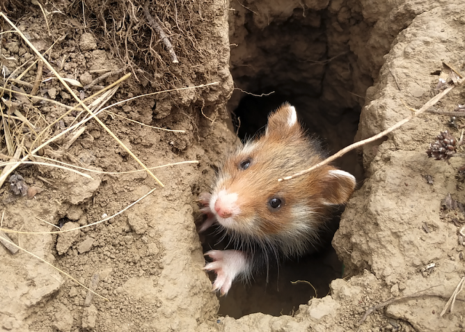 Ein seltener Anblick auf Thüringens Äckern - ein Feldhamster (Foto: Franziska Bandorf) Ein seltener Anblick auf Thüringens Äckern - ein Feldhamster (Foto: Franziska Bandorf)